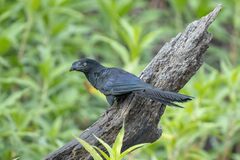 Crotophaga major