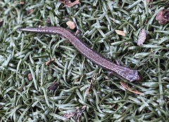 Batrachoseps attenuatus