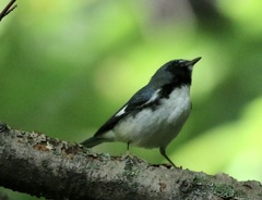 Setophaga caerulescens