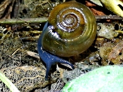 Oxychilus draparnaudi