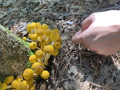 Physalacriaceae