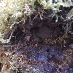 Kretzschmaria deusta