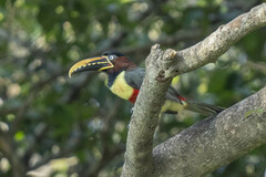 Pteroglossus castanotis