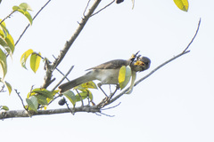 Turdus amaurochalinus