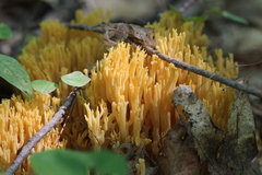 Ramaria rasilispora