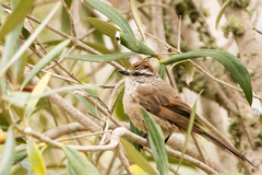 Leptasthenura aegithaloides