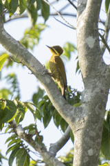 Piculus chrysochloros