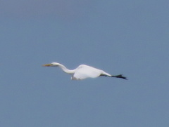 Ardea alba melanorhynchos