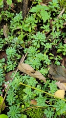 Sedum glaucophyllum
