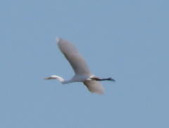 Ardea alba melanorhynchos