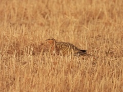 Pterocles alchata