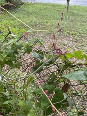Antigonon leptopus