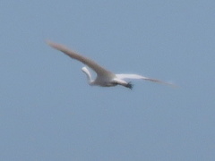 Ardea alba melanorhynchos