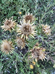 Carlina corymbosa