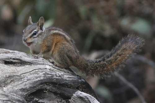 Merriam's Chipmunk (Neotamias merriami), a species recorded in California