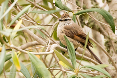 Leptasthenura aegithaloides