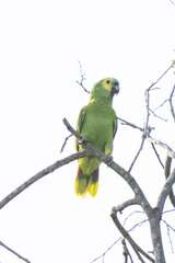Amazona aestiva
