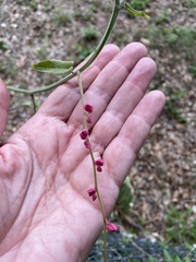 Antigonon leptopus