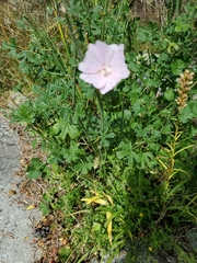 Malva moschata