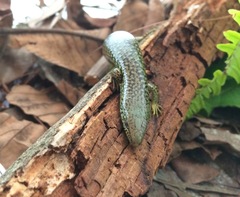 Siderolamprus montanus