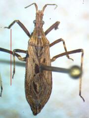 Reduviidae