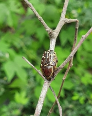 Euphoria leucographa