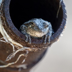 Hyla versicolor