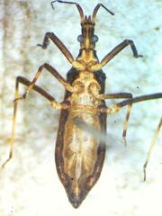 Reduviidae