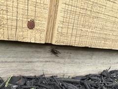 Eunemobius carolinus