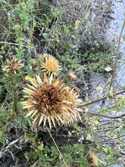Carlina corymbosa