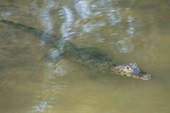 Caiman yacare