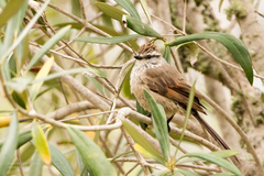 Leptasthenura aegithaloides