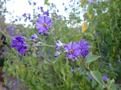 Lycianthes rantonnetii