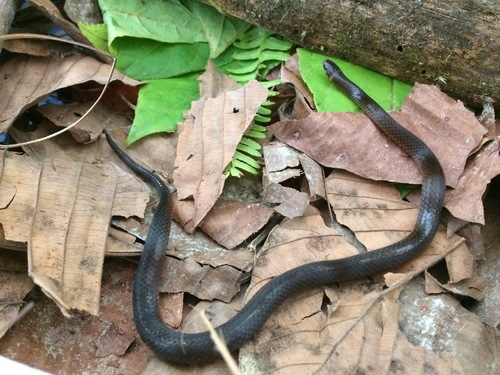 Red Earth Centipede Snake