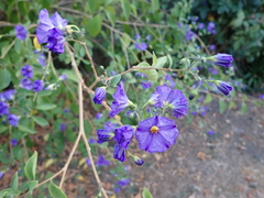 Lycianthes rantonnetii
