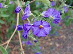 Lycianthes rantonnetii