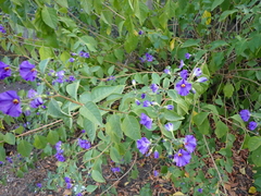Lycianthes rantonnetii