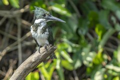 Chloroceryle amazona