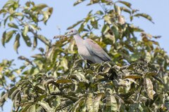 Patagioenas cayennensis