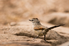 Leptasthenura aegithaloides