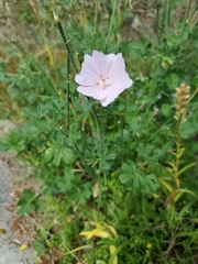 Malva moschata