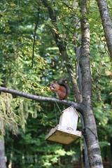 Sciurus vulgaris
