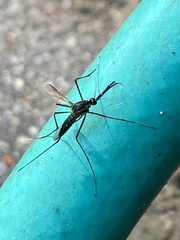 Toxorhynchites rutilus