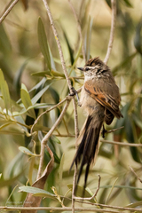 Leptasthenura aegithaloides