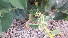 Aristolochia clematitis
