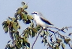 Lanius excubitor