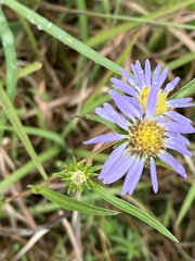 Eurybia hemispherica