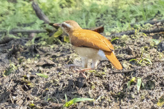 Furnarius leucopus