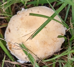 Stropharia coronilla