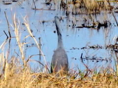Egretta vinaceigula